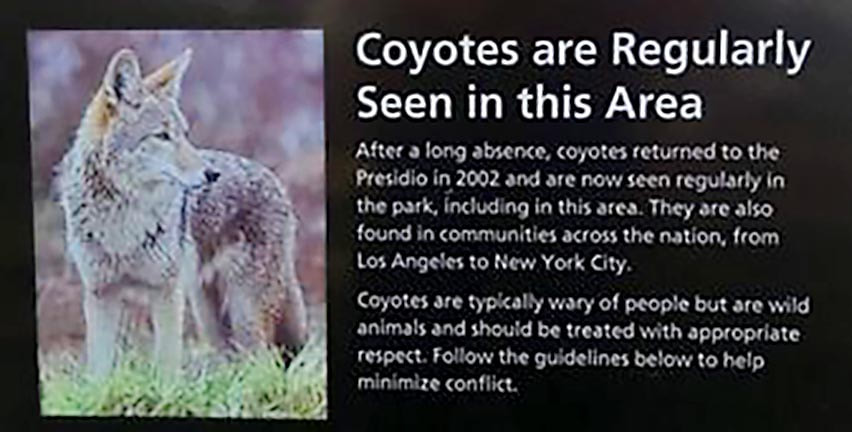 Picture of coyote